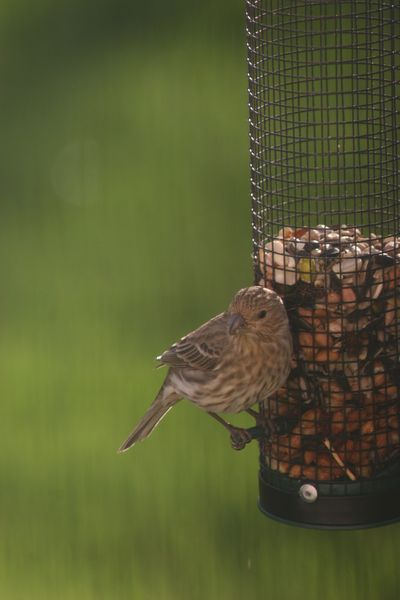 Warbler