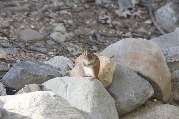 Chipmunk - Streifenhörnchen